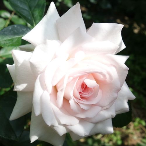 John Scarman - Rózsa - Daisy's Delight - Online rózsa vásárlás